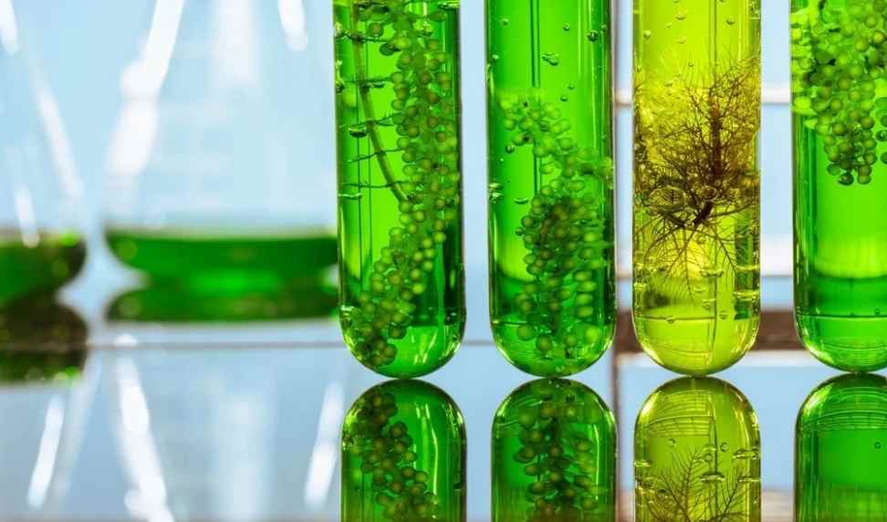 The Future of Biofuels: Sustainable Alternatives to Fossil Fuels