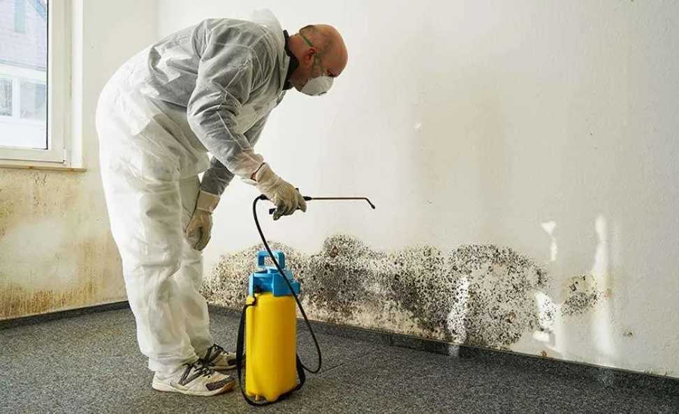 Understanding the Importance of Mold Remediation Services
